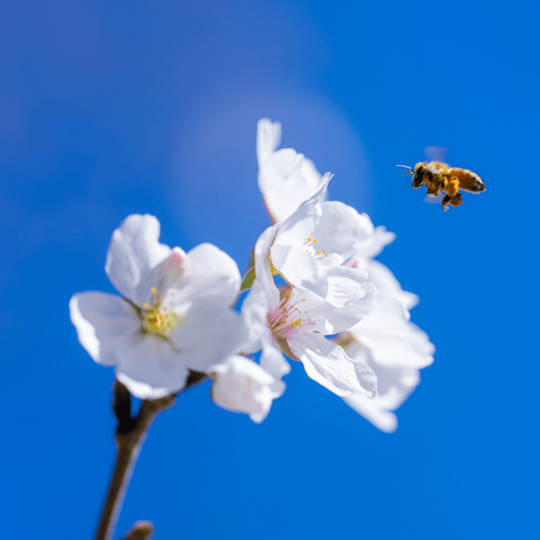 Bee flying to flower
