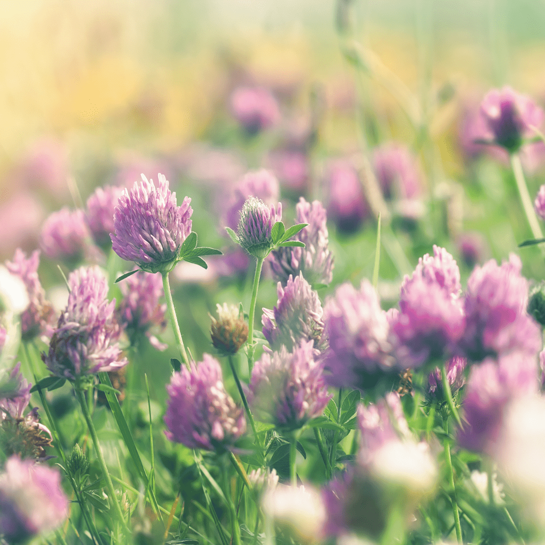 Clover flowers