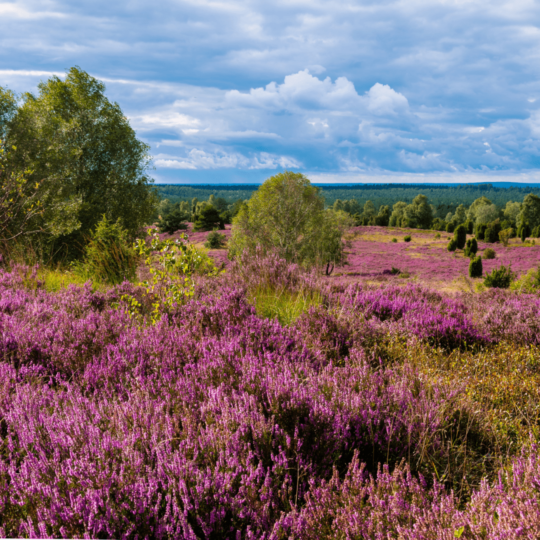 Heather moor