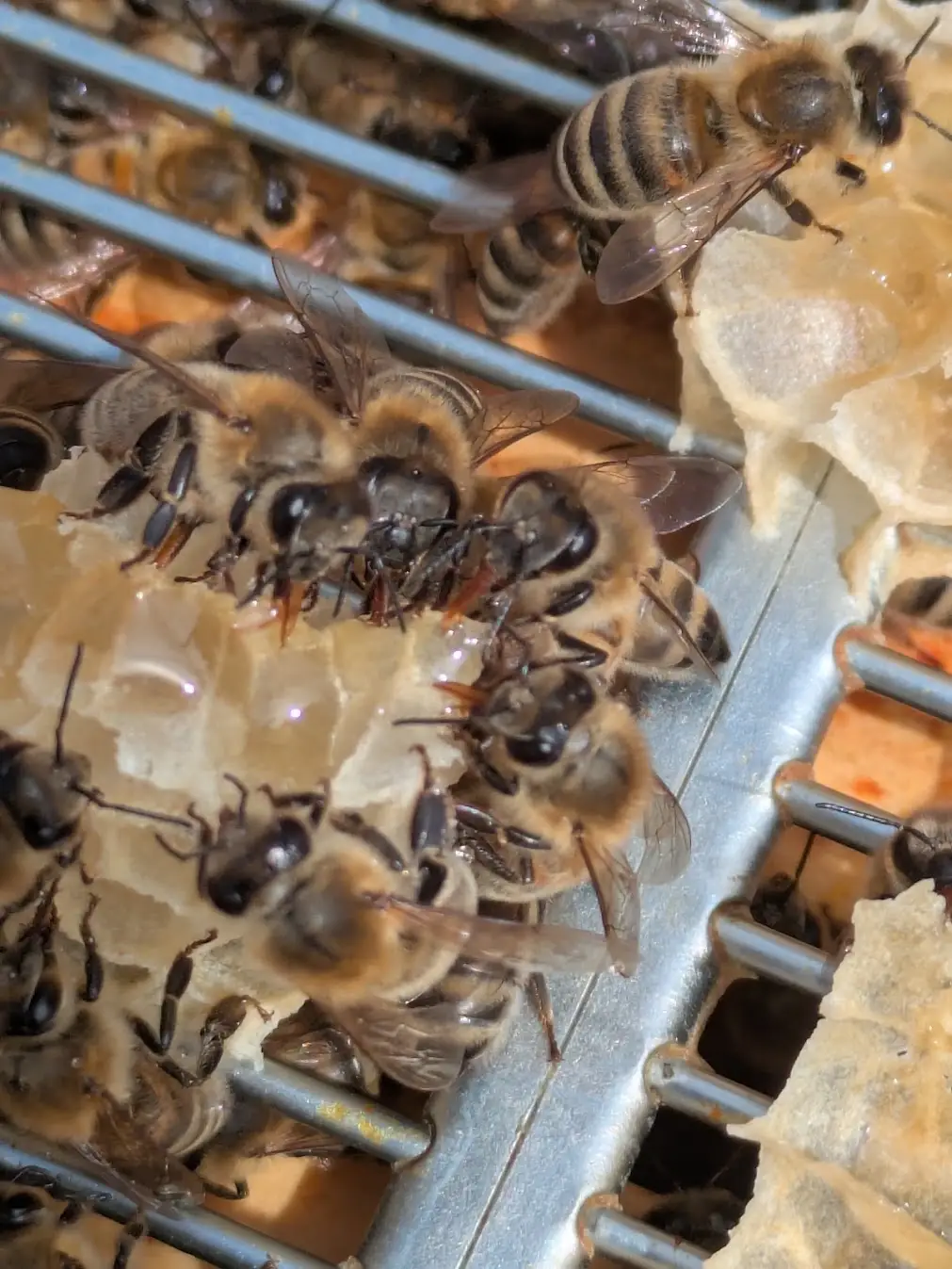 Local honey from a British beekeeper