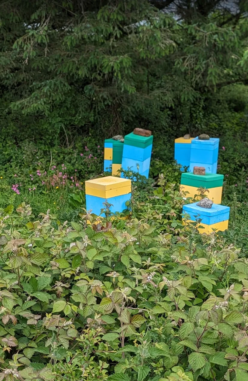 Mating nucs in Cornwall