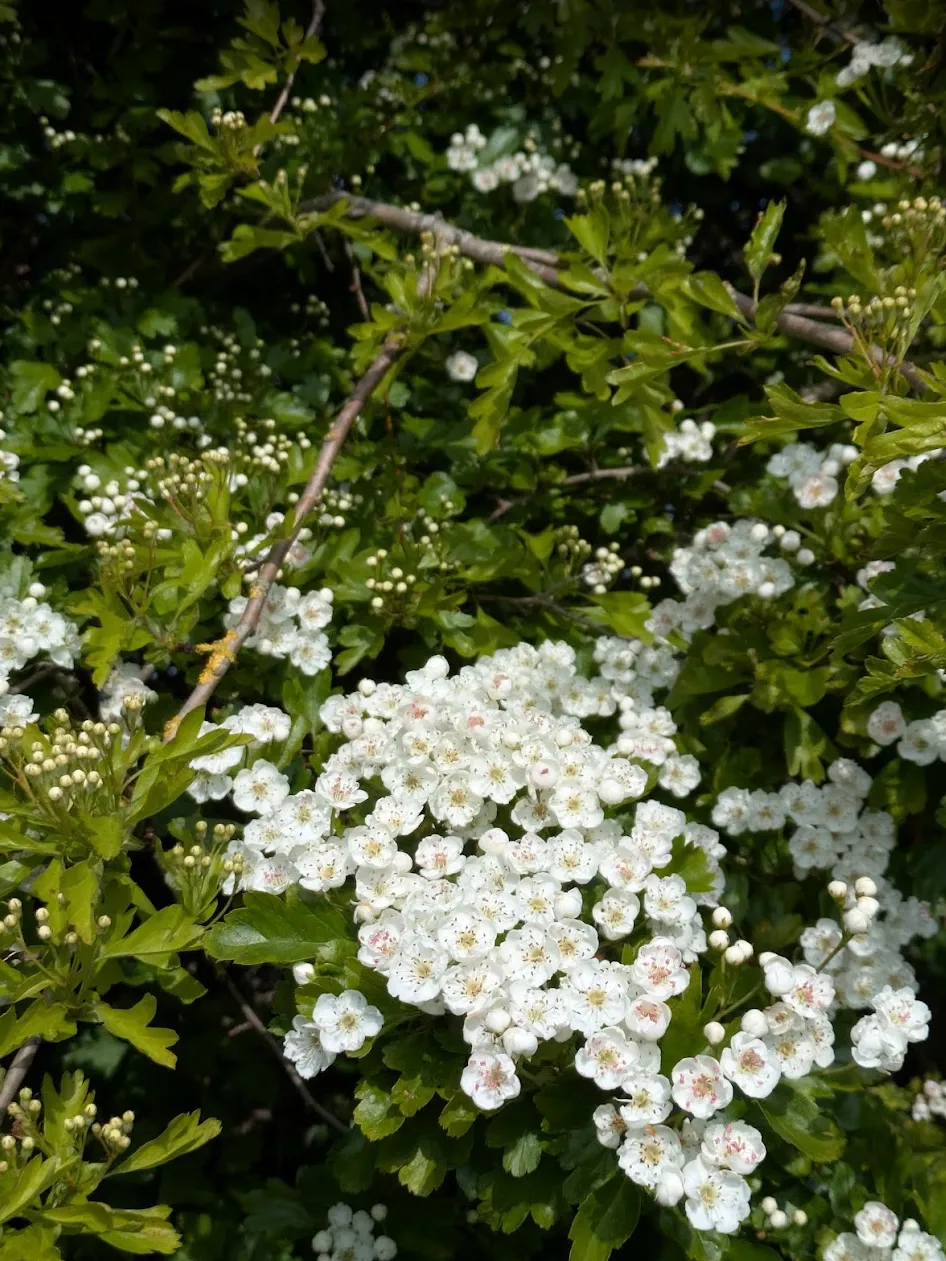 Hawthorne in blossom