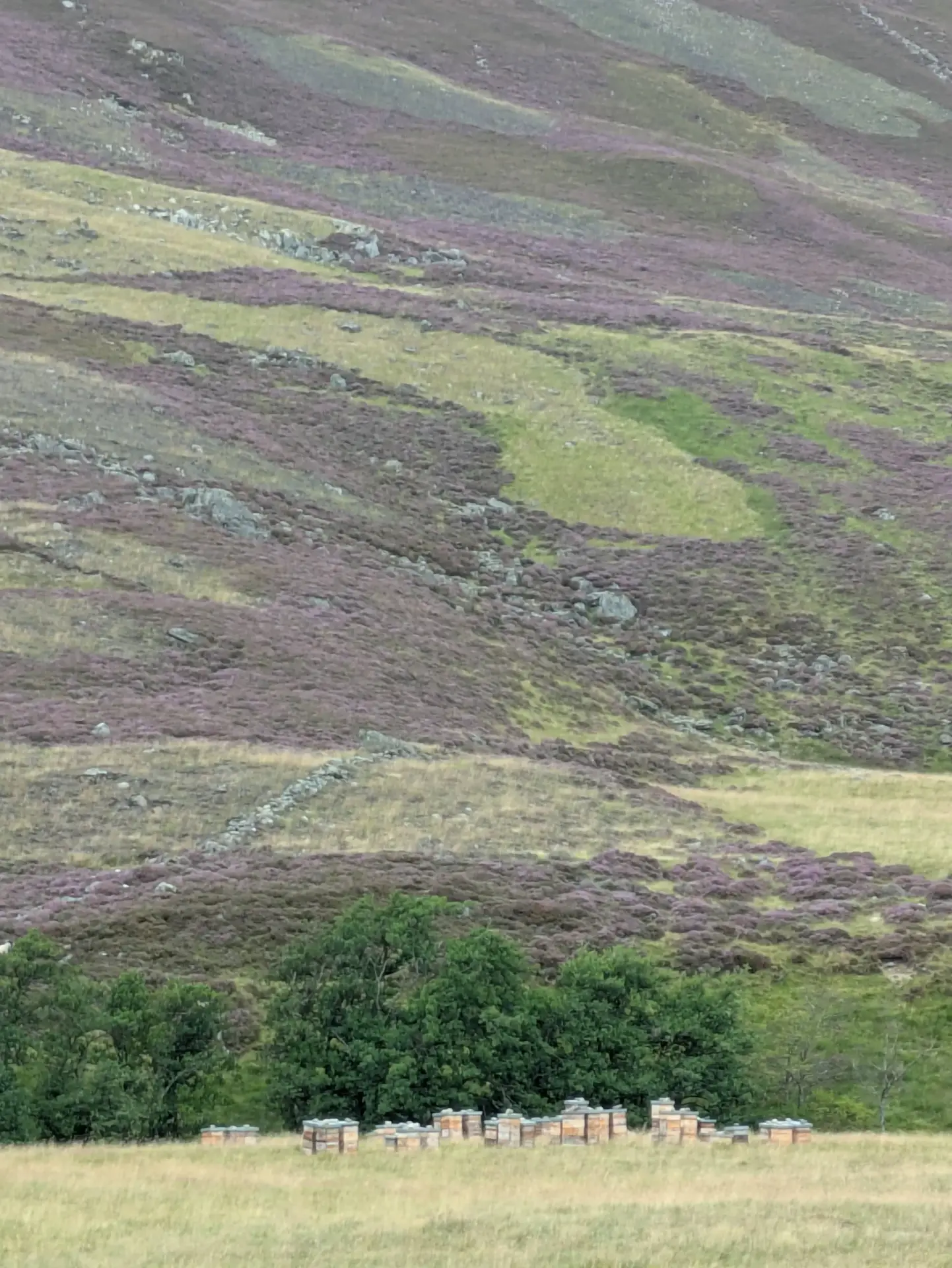 Hives at the Heather
