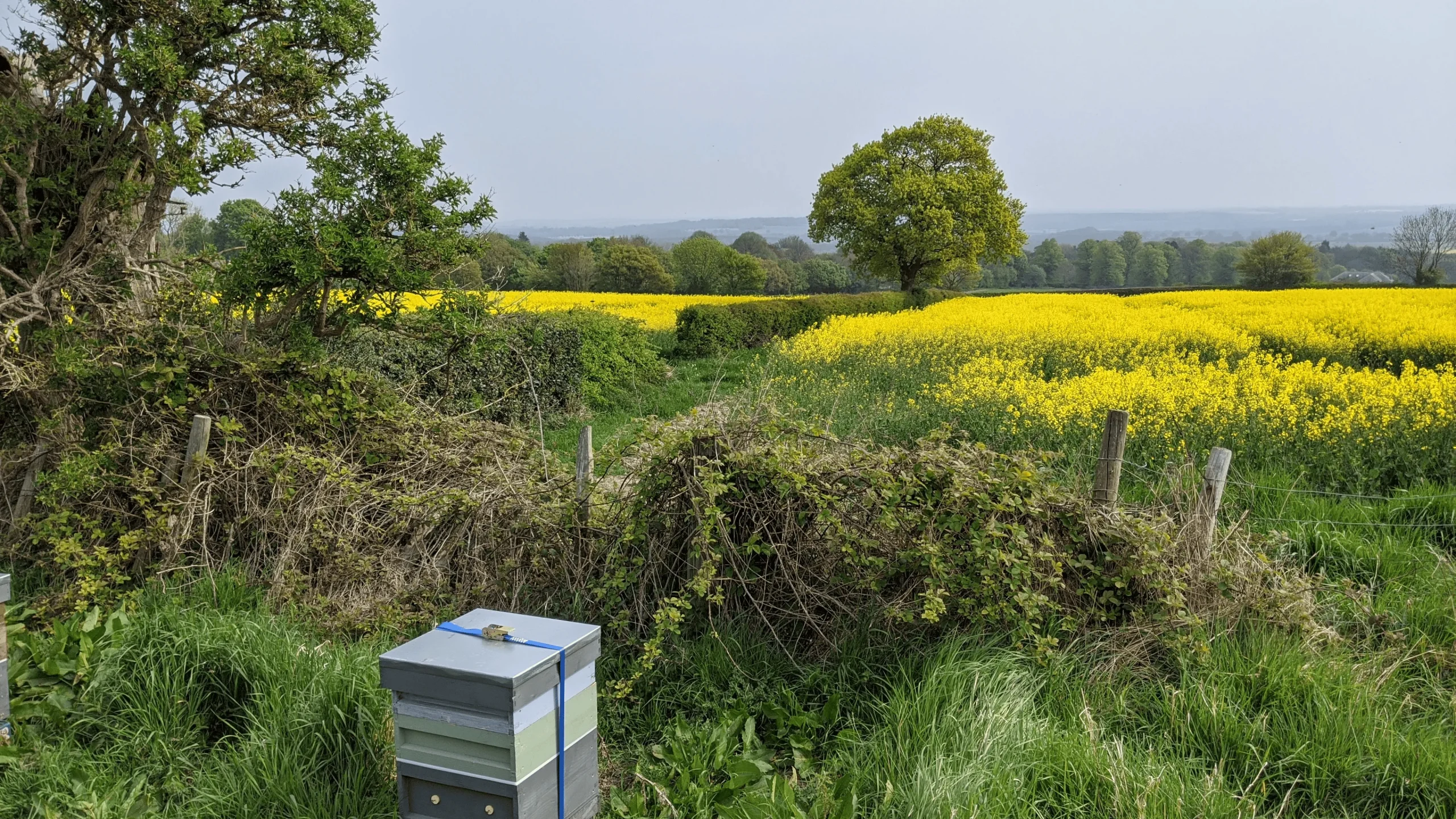 Beehives beside a field of flowering oilseed rape