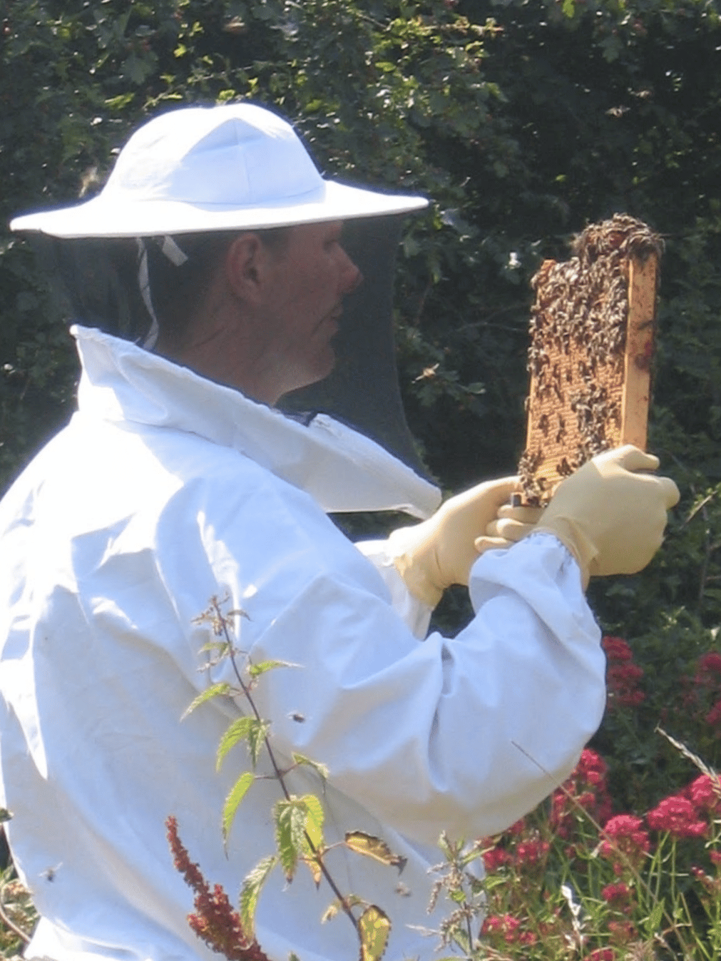 Richard Senior in a white bee suit and veil holding up a frame covered in bees, 2007